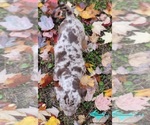 Small #1 Catahoula Leopard Dog