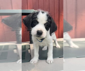 ShiChi Dogs for adoption in Mundelein, IL, USA