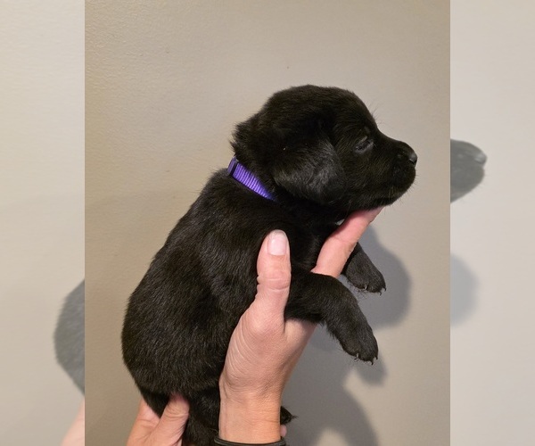 Medium Photo #3 Labrador Retriever Puppy For Sale in NORTH DARTMOUTH, MA, USA