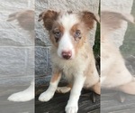 Small Photo #27 Australian Shepherd Puppy For Sale in ARBA, IN, USA