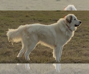 Father of the Great Pyrenees puppies born on 07/14/2022