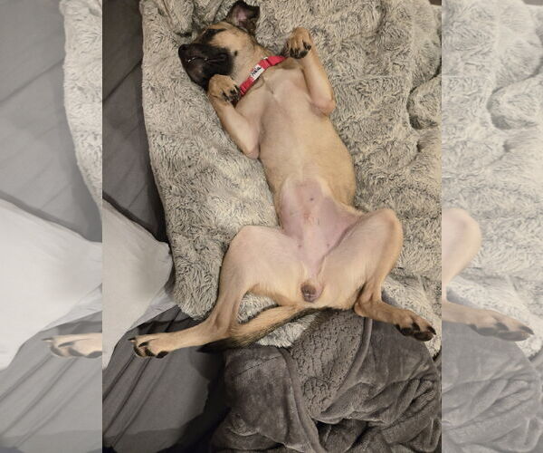 Medium Photo #9 Pug-Unknown Mix Puppy For Sale in Wakefield, RI, USA