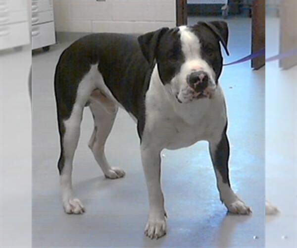 Medium Photo #1 American Pit Bull Terrier Puppy For Sale in Fayetteville, NC, USA