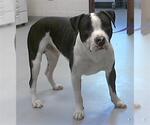 Small American Pit Bull Terrier
