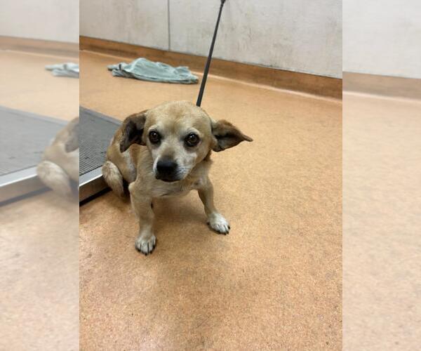 Medium Photo #1 Chihuahua-Unknown Mix Puppy For Sale in Martinez, CA, USA
