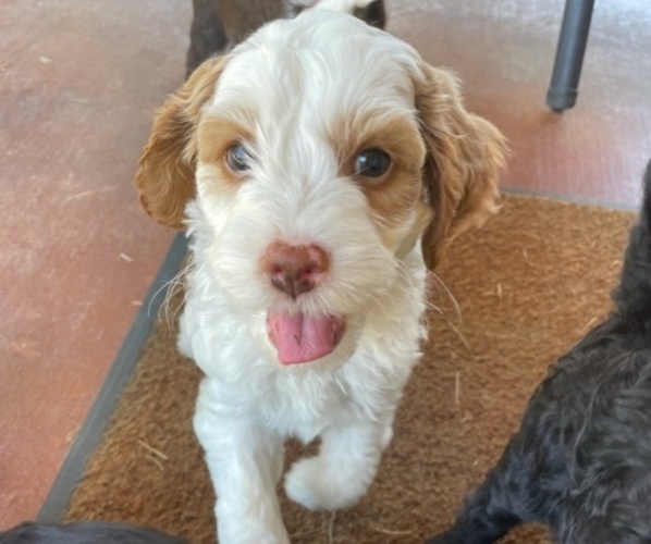 Medium Photo #9 Australian Labradoodle Puppy For Sale in SAN ANTONIO, TX, USA