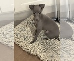 Small Italian Greyhound