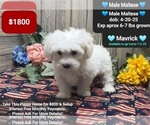 Small Maltese