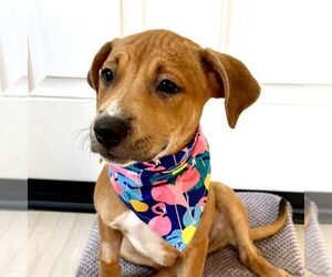 Medium Labrador Retriever Mix