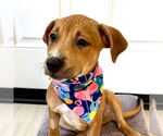 Small Labrador Retriever Mix