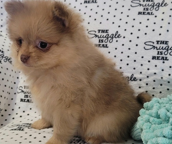 Medium Photo #2 Pomeranian Puppy For Sale in ORRVILLE, OH, USA