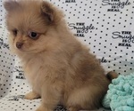 Small #1 Pomeranian