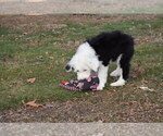 Small Photo #8 Old English Sheepdog Puppy For Sale in MARIONVILLE, MO, USA