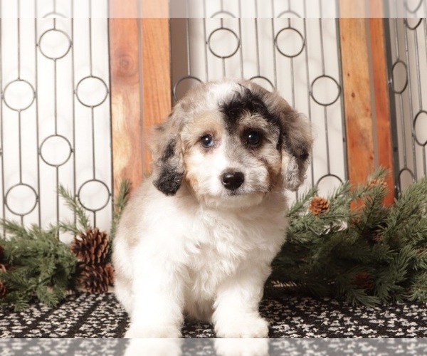 Medium Photo #12 Poochon Puppy For Sale in NAPLES, FL, USA