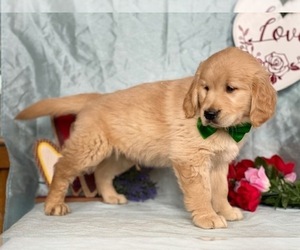 Golden Retriever Puppy for sale in LANCASTER, PA, USA