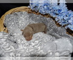 Small Photo #11 Doberman Pinscher Puppy For Sale in COTTON, MN, USA