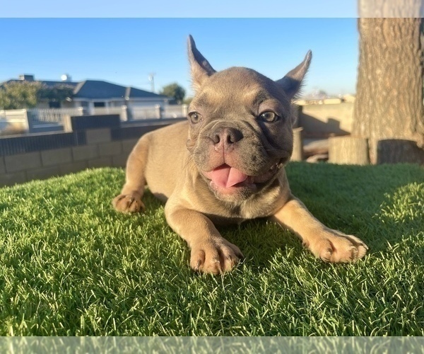 Medium Photo #4 French Bulldog Puppy For Sale in LONG BEACH, CA, USA