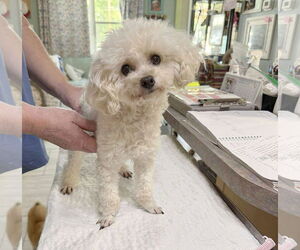 Medium Poodle (Miniature)