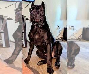 Father of the Cane Corso puppies born on 04/30/2024