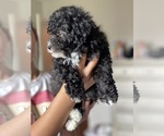 Puppy Puppy 4 Poodle (Toy)