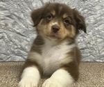 Puppy Cassidy Miniature American Shepherd