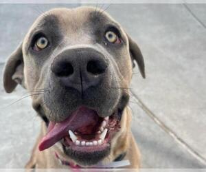 Medium Mastiff