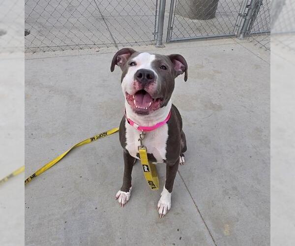 Medium Photo #2 Mutt Puppy For Sale in Las Vegas, NV, USA