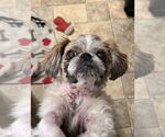 Small #1 Shih Tzu