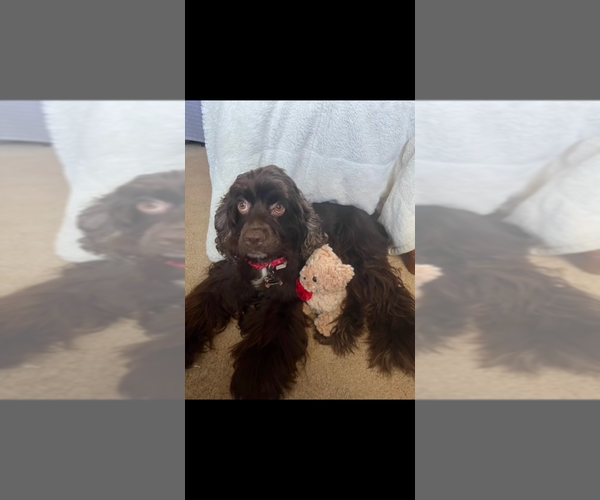 Medium Photo #1 Cocker Spaniel Puppy For Sale in LEANDER, TX, USA