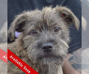 Labrador Retriever-Unknown Mix Dogs for adoption in Huntley, IL, USA