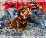Small #2 English Bulldog