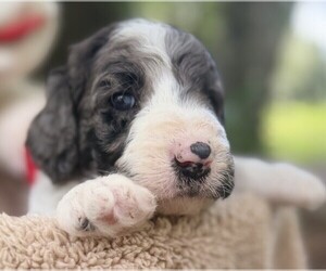 Medium Goldendoodle