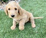 Small Photo #5 Goldendoodle Puppy For Sale in RIVERBANK, CA, USA