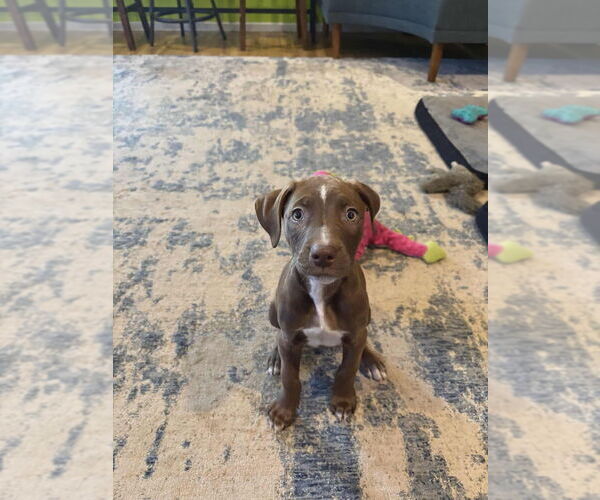 Medium Photo #2 Mutt Puppy For Sale in Candler, NC, USA