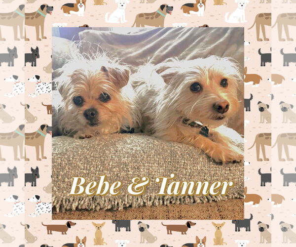 Medium Photo #1 Mutt Puppy For Sale in Littleton, CO, USA