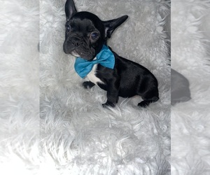 French Bulldog Puppy for sale in BEECH GROVE, IN, USA