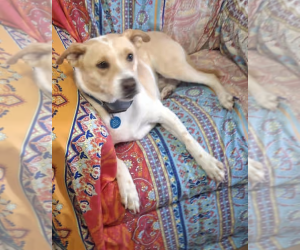 Medium Photo #3 Beagle-Unknown Mix Puppy For Sale in Westminster, MD, USA