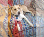 Small #2 Beagle Mix