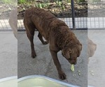 Small Photo #1 Chesapeake Bay Retriever Puppy For Sale in ALTAMONT, IL, USA