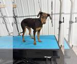 Small #4 Doberman Pinscher