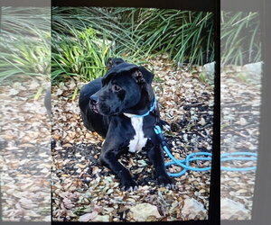 Boxer Dogs for adoption in San Antonio, TX, USA