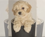 Small Photo #2 Cavapoo Puppy For Sale in FAIR GROVE, MO, USA