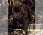 Small #2 Olde English Bulldogge