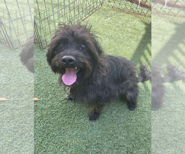 Medium Photo #2 Poodle (Miniature)-Unknown Mix Puppy For Sale in Tempe , AZ, USA