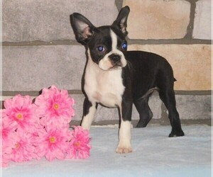 Boston Terrier Puppy for sale in FREDERICKSBG, OH, USA