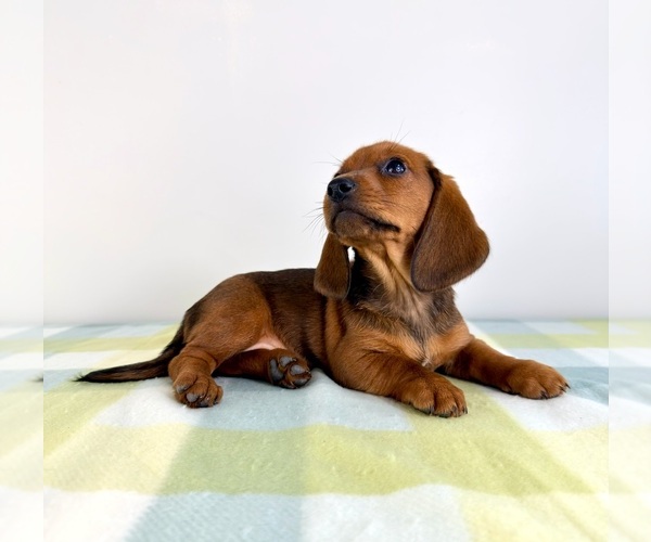 Medium Photo #3 Dorgi Puppy For Sale in GREENFIELD, IN, USA
