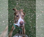 Small Photo #9 Mutt Puppy For Sale in Winston Salem, NC, USA