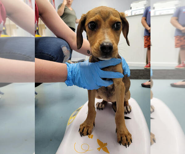 Medium Photo #3 Mutt Puppy For Sale in Linton, IN, USA