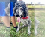 Small #3 Poodle (Standard)