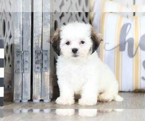 Lhasa-Poo Puppy for sale in MOUNT VERNON, OH, USA